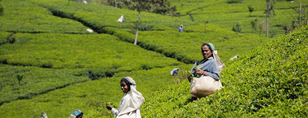 Raccoglitrici di tè