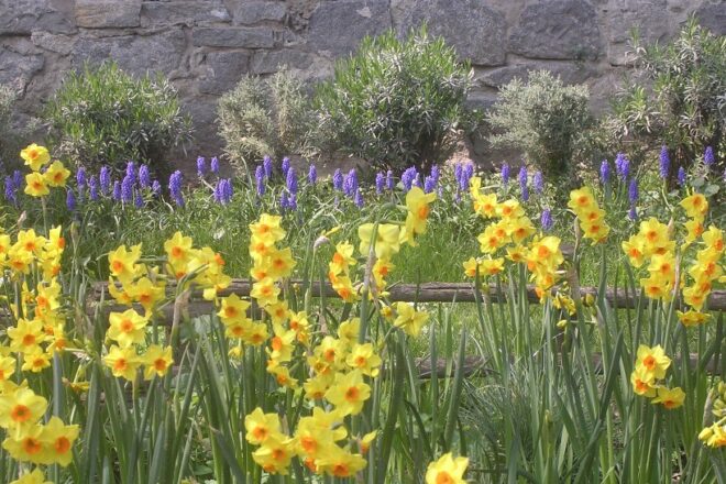 Narcisi e muscari