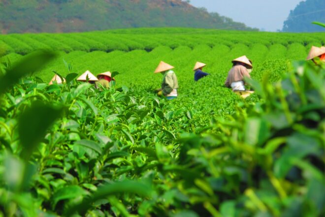 Piantagioni di tè in Vietnam