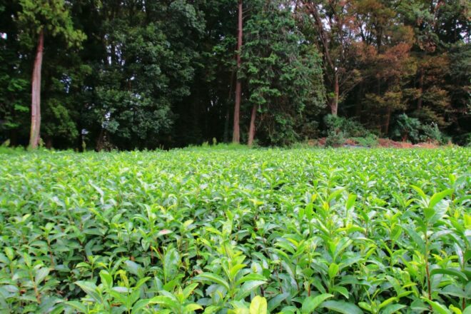 Campi di tè a Saitama